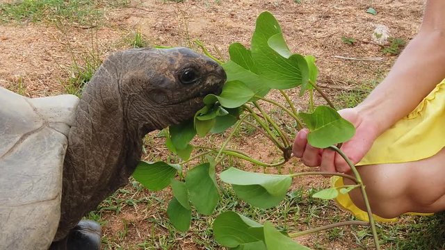 SLOW MOTION: Caucasian woman in yellow dress feeding Aldabra Giant Tortoise, Aldabrachelys gigantea, a tortoise native to Aldabra atoll in Seychelles. Happy girl enjoys wildlife of La Digue island.