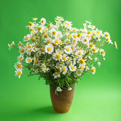 white meadow daisies, bouquet, green background