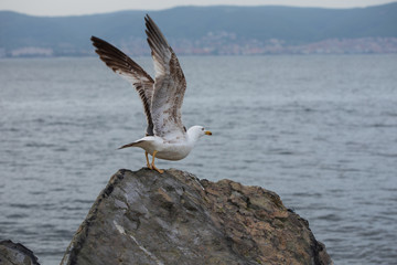 Large Mediterranean seagull with open wings ready to take off from a rock against the sea
