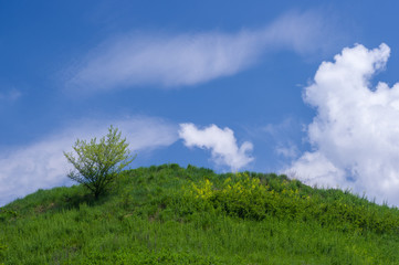 Fototapeta na wymiar Lonely tree on a hill under a blue sky