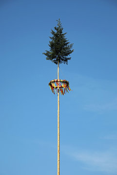 Maibaum