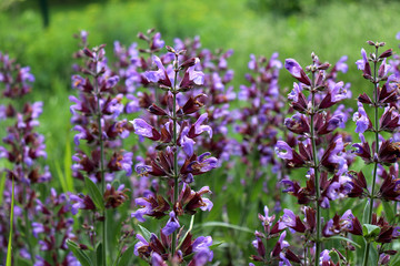 Closeup flowering Salvia officinalis a bright day . Medicinal plants, herbs in the garden. Concept of healthy nutrition.