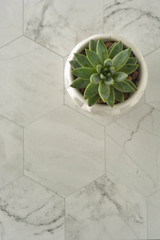 Succulent plant, echeveria in white pot. Decorative indoor plant.