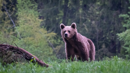 Obraz na płótnie Canvas Young brown bear in the wild- Romania