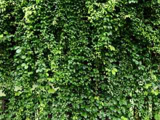 green ivy plant of bush wall