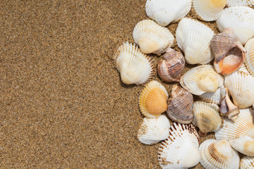 Sea shells on the wet sand, background with copy space, close up