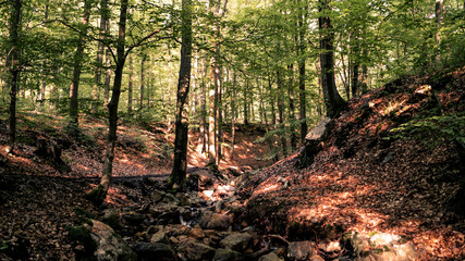 Bois de la Géronstère à Spa