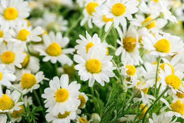 Fototapeta premium Daisies. White daisies bloom in summer meadow