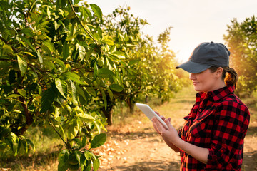 A woman farmer examines the garden of fruits and sends data to the cloud from the tablet. Smart...