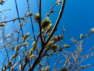  pochki raskrylis' 16/5000 buds open