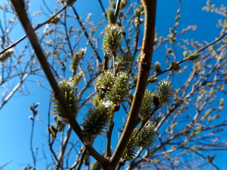  pochki raskrylis' 16/5000 buds open