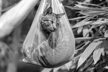 Beautiful gray tabby cat is inside a plastic bag, close up. Black and white
