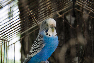 Portrait of a Parrot in a cage. Cute blue budgie