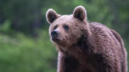 Fototapeta premium Young brown bear in the wild- Romania