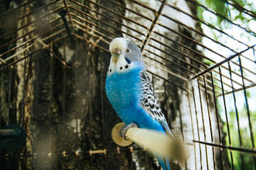 Little blue color parrot in a cage