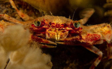 Crab Fish 