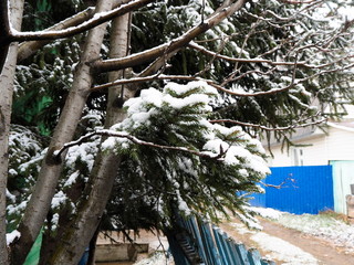 sneg na vetkakh derev'yev 23/5000 snow on tree branches