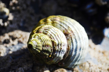 Muschel