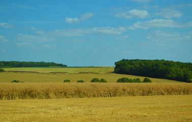 Fototapeta premium Landschaft