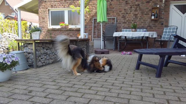 Two cute Shetland Sheepdogs are playing on a terrace