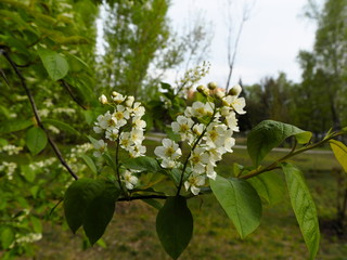 bird cherry in bloom