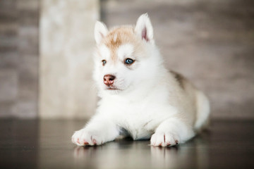 Fototapeta na wymiar white puppy on blue background