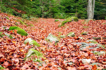 Fallen leaves in a forest