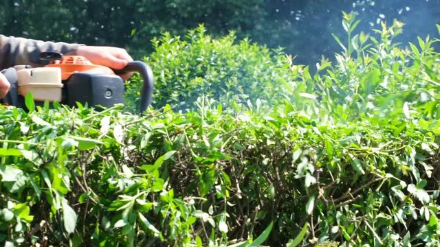 Video shot in Ukraine, Kiev in the Botanical Garden on May 27, 2019 Working man smoothing a hedge from a bush with a gasoline saw sunny summer day with effects of zooming, moving the camera and slow m