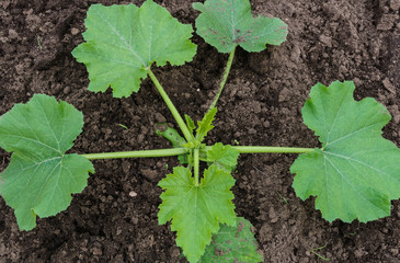 Young seedlings of zucchini in the garden.