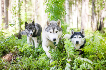 три хаски в лесу