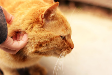 Hand stroking a cat. Beautiful red cat.