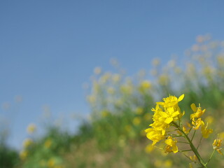 菜の花