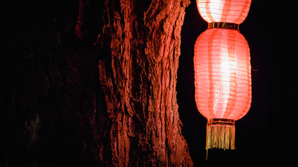 Chinese paper lantern on a tree © Vitalii Zahorskyi