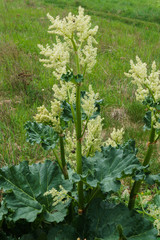 Leaves and arrows of rhubarb flowers growing in the garden.