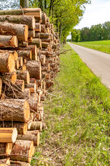 Felled and stacked tree trunks lying near a road at the forest edge.