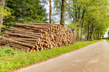 Felled and stacked tree trunks lying near a road at the forest edge.