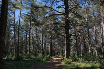 Obraz premium Forêt de cèdre
