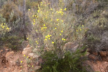 Flora della Sardegna