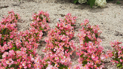 Begonia flowers in summer at hokkaido japan.