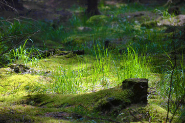 Forest