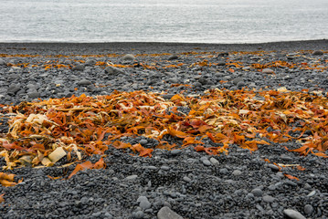 Obraz premium Yellow and orange seaweed, algae