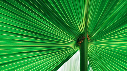 Fototapeta premium Close up abstract lines pattern of green Fiji fan palm leaf with sunlight on surface in botanical garden, tropical plant life and growth concept