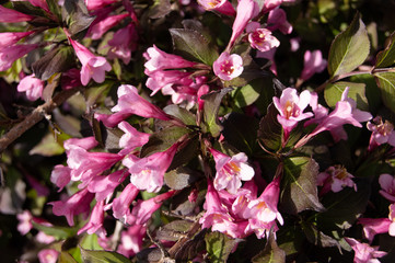 pink flowers in garden