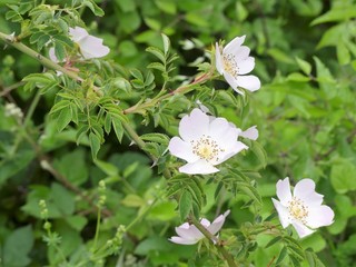 Rosa canina, commonly known as dog rose, a variable climbing wild rose species