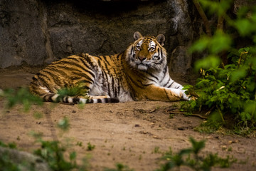 Fototapeta na wymiar 16.05.2019. Berlin, Germany. Zoo Tiagarden. A big adult tiger among greens. Wild cats and animals.