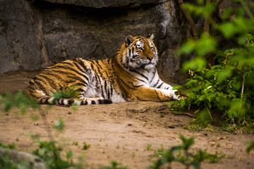 Fototapeta na wymiar 16.05.2019. Berlin, Germany. Zoo Tiagarden. A big adult tiger among greens. Wild cats and animals.