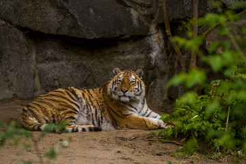 16.05.2019. Berlin, Germany. Zoo Tiagarden. A big adult tiger among greens. Wild cats and animals.