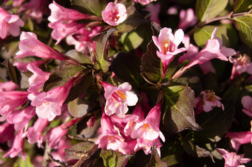 pink flowers in the garden