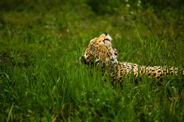 16.05.2019. Berlin, Germany. Zoo Tiagarden. Wild animals and cats. The adult leopard is heated on the sun and green meadow.