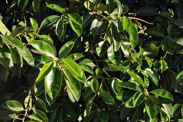 Rubber fig's big smooth green leaf, ficus benjamina, ficus